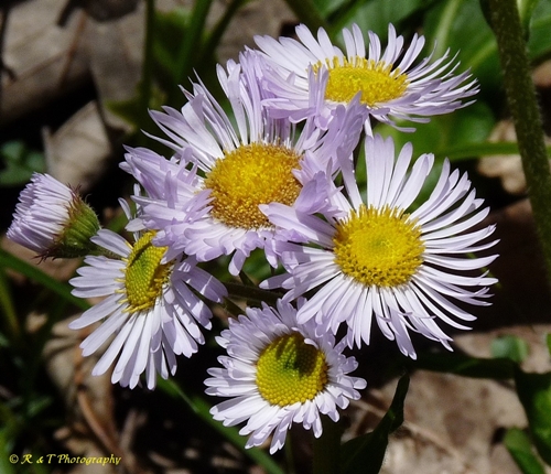 {Erigeron pulchellus}